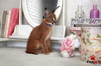 Ράτσα: Άγνωστο - Ημίαιμο | Ηλικία: 3 μηνών | Φύλο: Θηλυκό | Αρ. Microchip: 909678467890360 | Ιδιώτης | Pedigree | Περιοχή: Αθήνα, Αττική